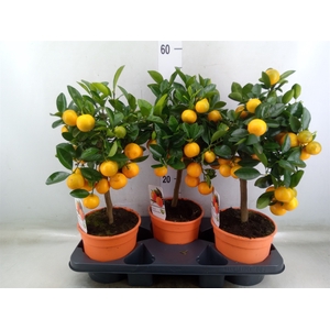 Citrus   ...