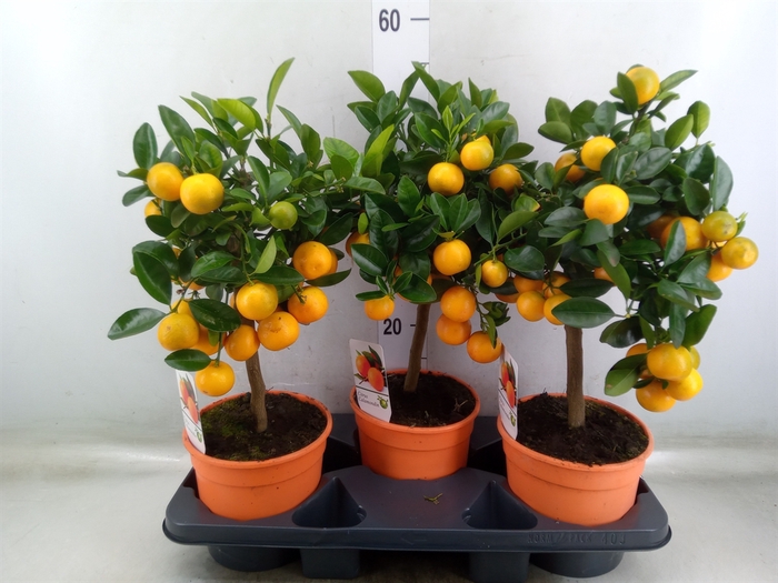 <h4>Citrus   ...</h4>