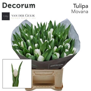 TU EN MOVANA 566 1x50