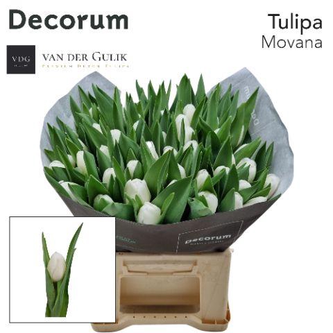 <h4>Tu En Movana 566 1x50</h4>