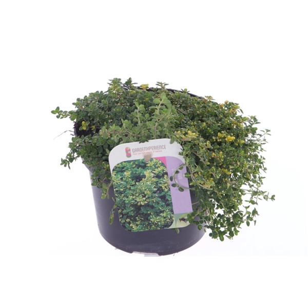 <h4>Thymus citr. Doone Valley</h4>