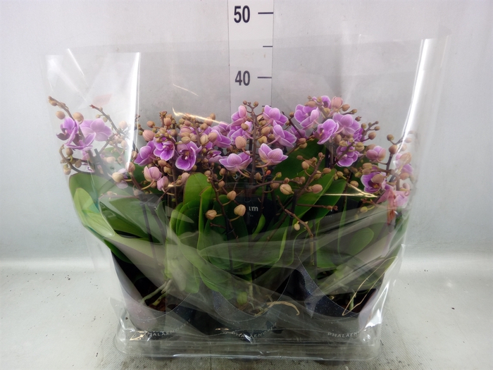 <h4>Phalaenopsis multi.   ...rose</h4>