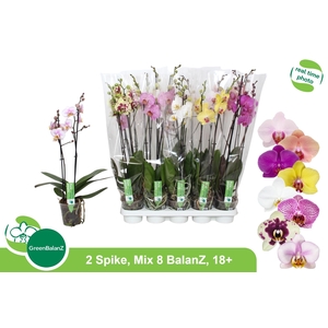 PHAL GEM