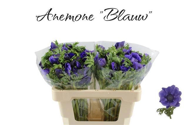 <h4>ANEM CO GALIL BLAUW</h4>