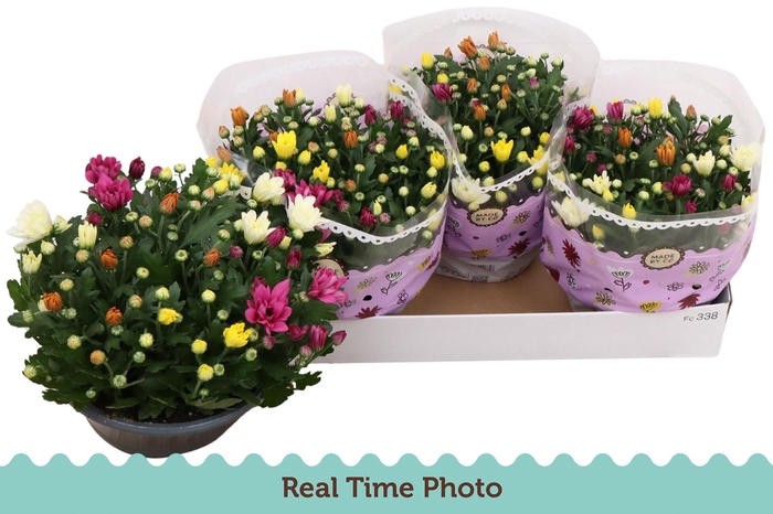 <h4>CHRYS GEM IN POT</h4>