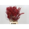Bromelia Red Paloma