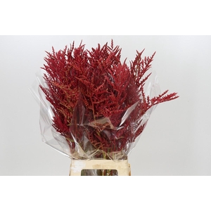 Bromelia Red Paloma