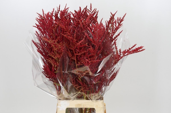 <h4>Bromelia Red Paloma</h4>