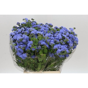 AGER H BLUE PLANET