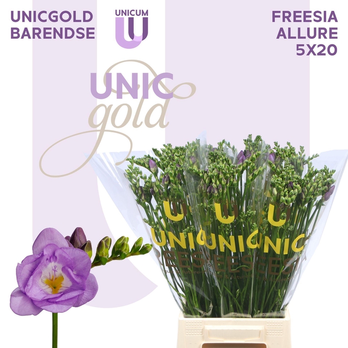 <h4>UG Barendse - Allure 5x20</h4>