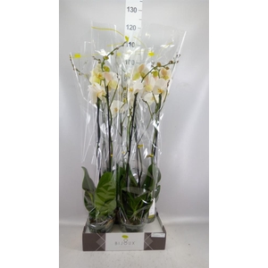 Phalaenopsis   ...white