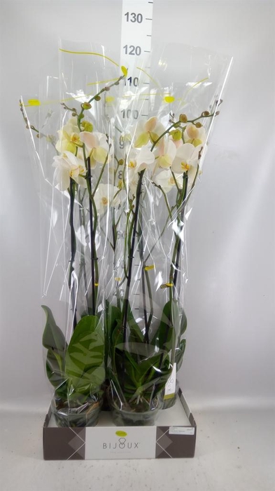<h4>Phalaenopsis   ...white</h4>