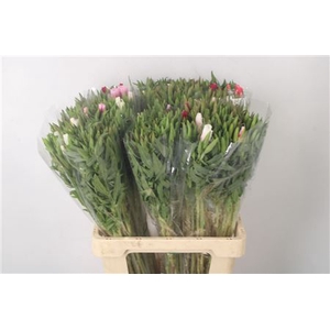 CLARKIA AM GR MIXED IN THE BUNCH