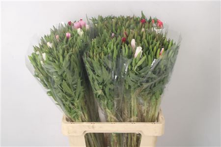 <h4>CLARKIA AM GR MIXED IN THE BUNCH</h4>