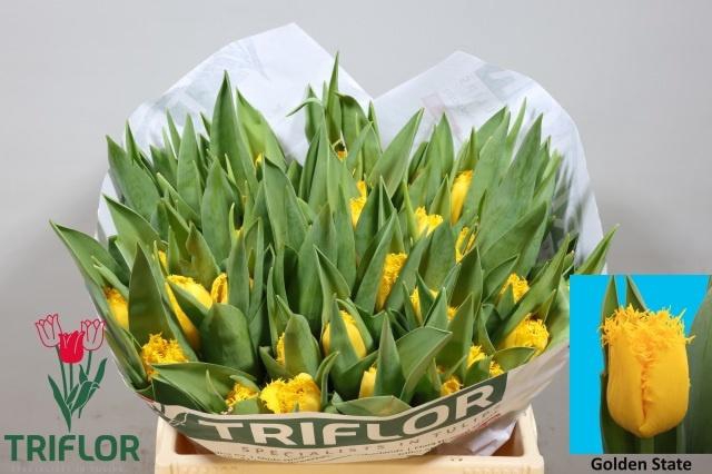 <h4>TU FR GOLDEN STATE</h4>