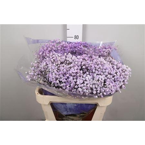 Gyps Overtime Light Lavender