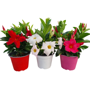 Dipladenia