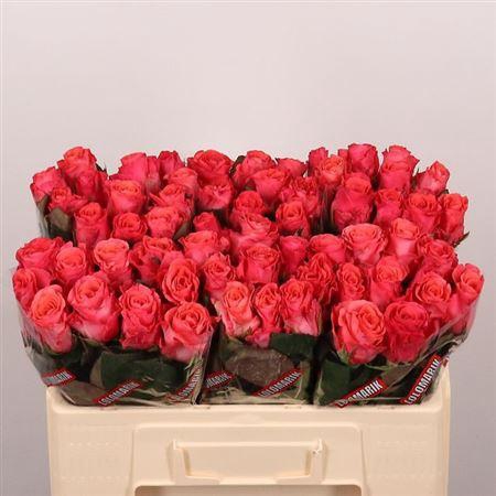 <h4>R Gr Pink Tacazzi+</h4>