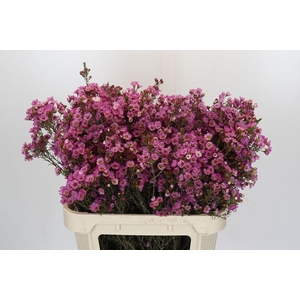 Chamelaucium megalopetalum 'Grand Adi'