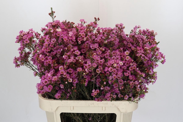 <h4>Chamelaucium megalopetalum 'Grand Adi'</h4>