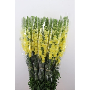 Antir Overig Yellow