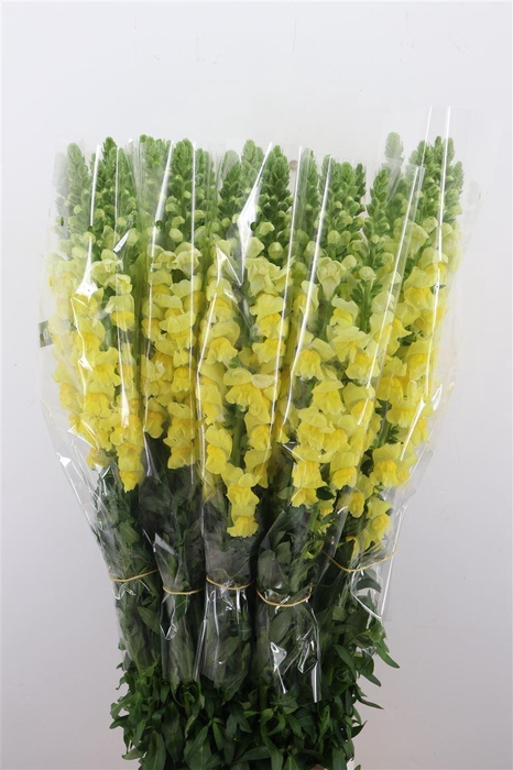 <h4>Antir Overig Yellow</h4>