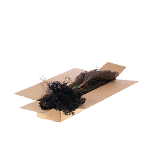 Broom Bloom Bunch Sb Dark Blue