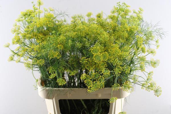 <h4>Anethum Graveolens</h4>