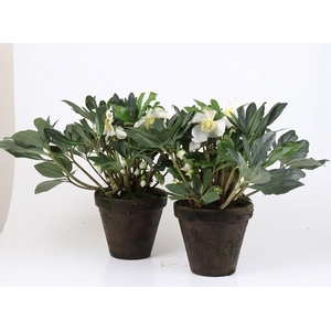 HELLEBORUS ORIENTALIS p18