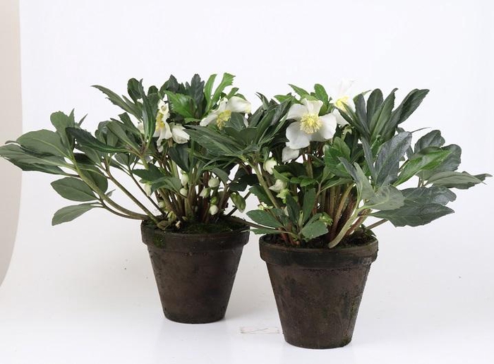 <h4>HELLEBORUS ORIENTALIS p18</h4>