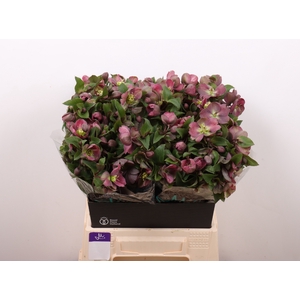Helleborus Mammoth Pink Marginpar