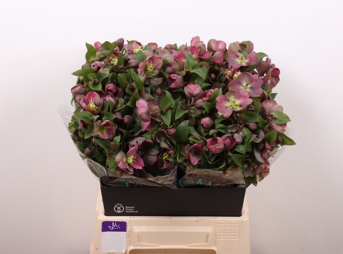 <h4>HELL MAMMOTH PINK</h4>