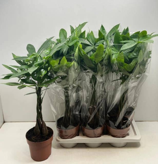 <h4>PACHIRA AQUATICA</h4>