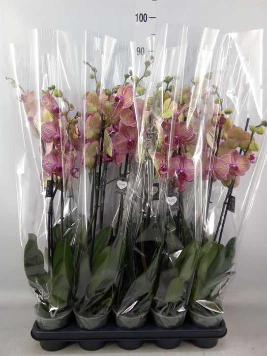 <h4>Phalaenopsis  'Golden Leopard'</h4>