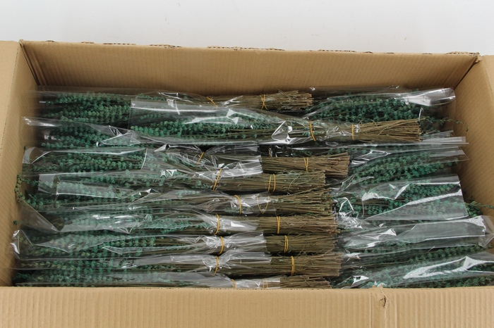 <h4>PF Lavendel Green</h4>