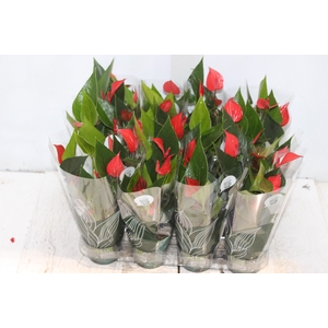 ANTHURIUM MINI MILLION PURE P09