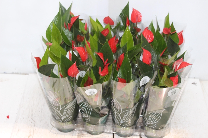 <h4>ANTHURIUM MINI MILLION PURE P09</h4>