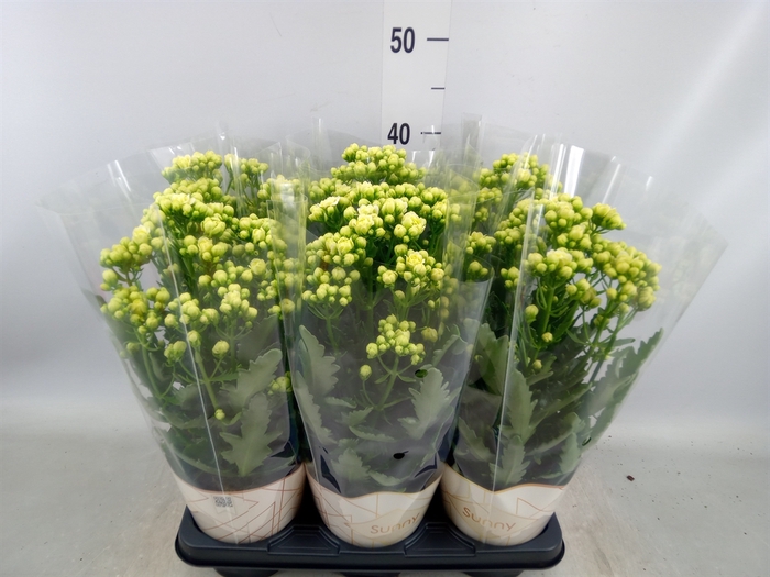 <h4>Kalanchoe  'Sunny White'</h4>