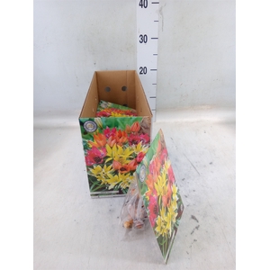 Tulipa   ...flowerbulbs