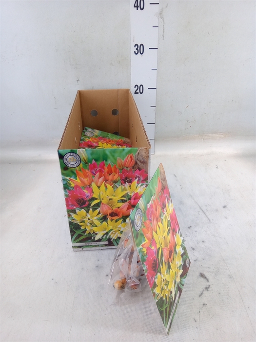 <h4>Tulipa   ...flowerbulbs</h4>