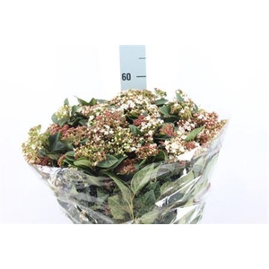 Viburnum Macr Bloeiend 400 Gram Super