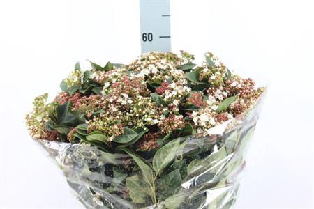 <h4>Viburnum Macr Bloeiend 400 Gram Super</h4>