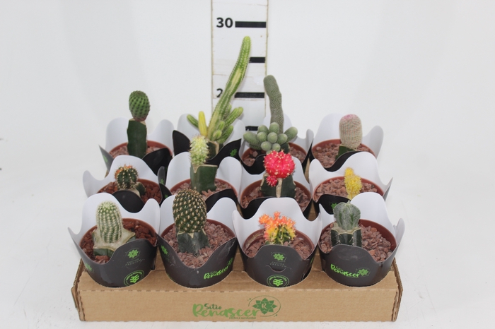 <h4>CACTUS ENXERTADO P09</h4>