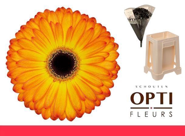 <h4>Gerbera Catwalk Water</h4>