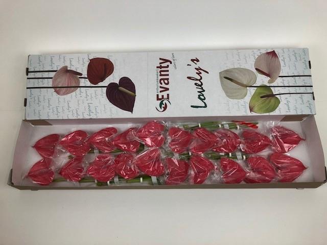 <h4>ANTH A PINK LADY 20</h4>