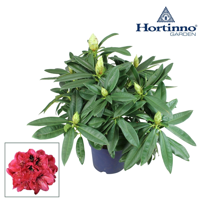 <h4>Hortinno® Garden XXL Red Devil groen 45 - 55 cm</h4>