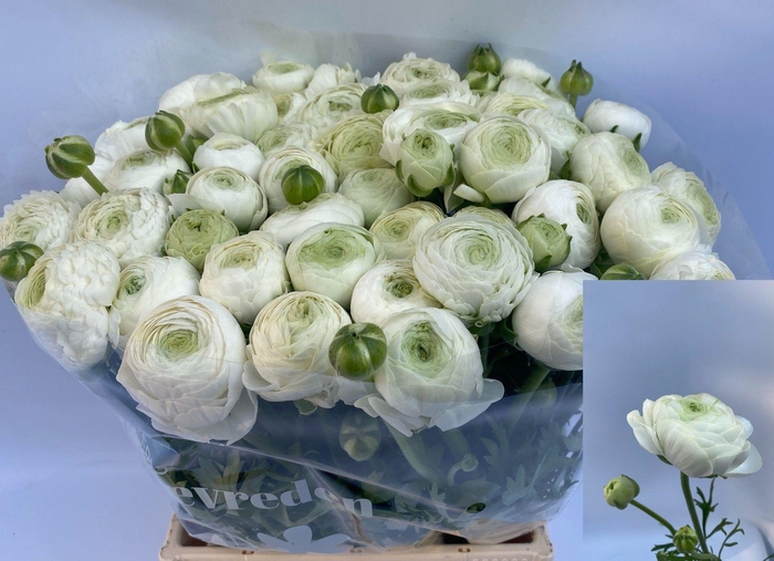 <h4>RAN AAZUR WHITE</h4>