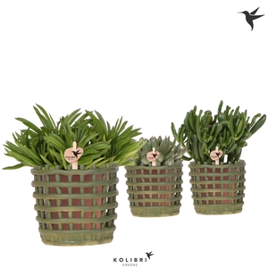 Kolibri Greens Succulenten mix in Mesh pot green
