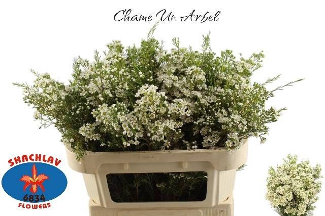 <h4>CHAME UN ARBEL</h4>