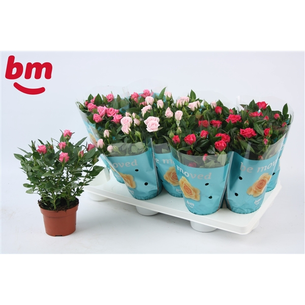 <h4>10,5cm seizoensmix Beau Monde</h4>